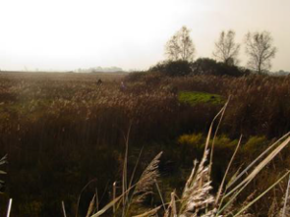 Foto: Dyhrrsenmoor I Foto: Dyhrrsenmoor I