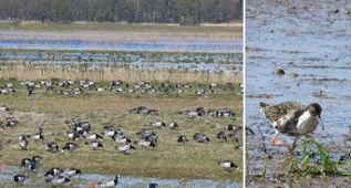 Weißwangengänse (links) und Kampfläufer (rechts) auf der Renaturierungsfläche Weißwangengänse (links) und Kampfläufer (rechts) auf der Renaturierungsfläche