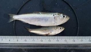 Das Bild zeigt eine gefangene Finte neben einem Maßband Das Bild zeigt eine gefangene Finte neben einem Maßband